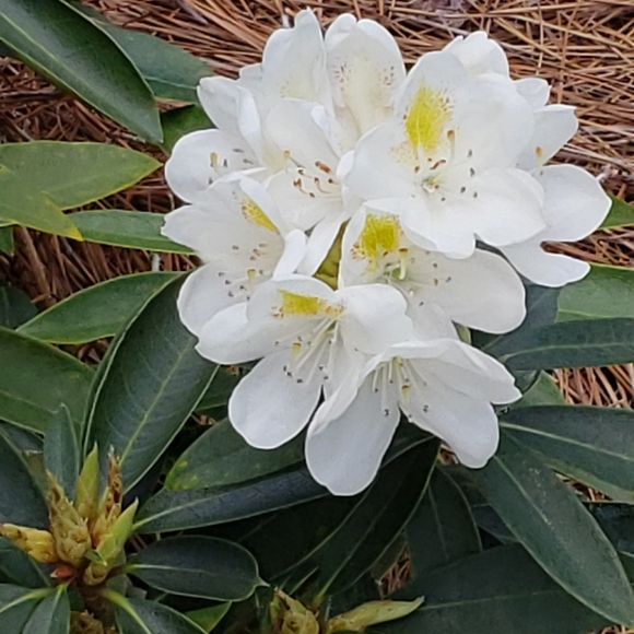 Meet your Posher, Mary - Picture 15 of 16